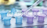八大关枫叶在哪条路